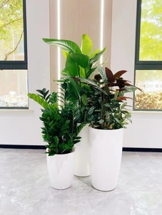 “宁波杭州湾绿植出租，出色服务引关注！验